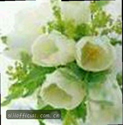 王芳